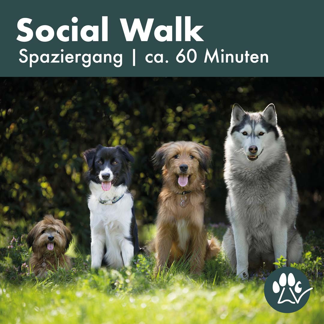 Hunde verschiedener Rassen