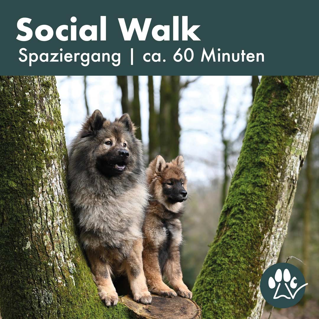 Hunde bei einem Baum